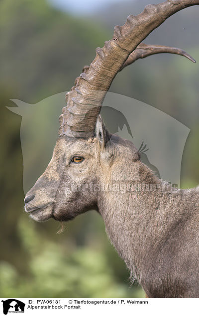 Alpensteinbock Portrait / PW-06181