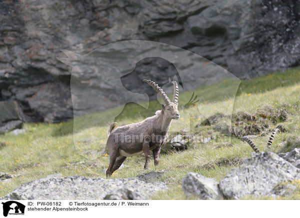 stehender Alpensteinbock / PW-06182