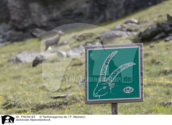 stehender Alpensteinbock / PW-06183