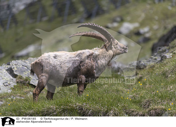 stehender Alpensteinbock / standing alpine ibex / PW-06185