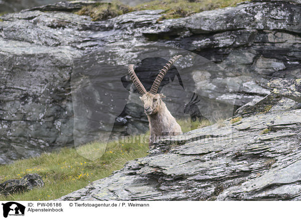 Alpensteinbock / alpine ibex / PW-06186