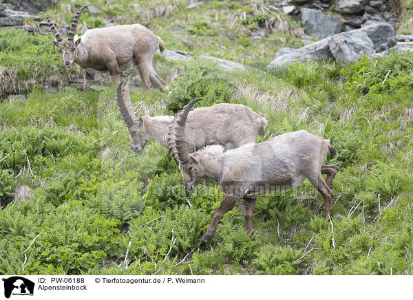 Alpensteinbock / alpine ibex / PW-06188