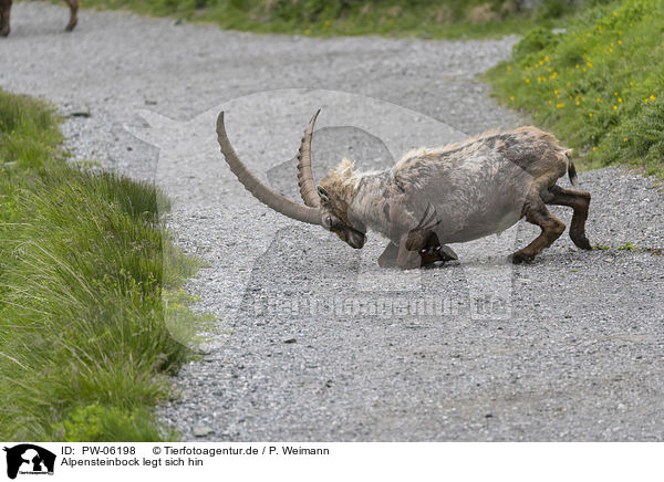 Alpensteinbock legt sich hin / alpine ibex lies down / PW-06198