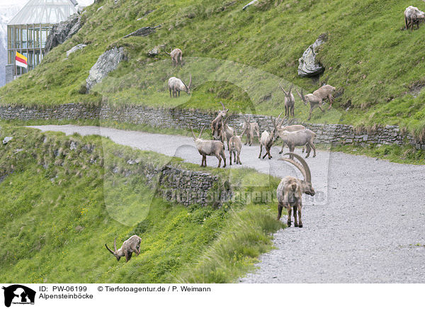 Alpensteinbcke / alpine ibexes / PW-06199