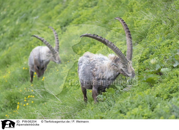 Alpensteinbcke / PW-06204