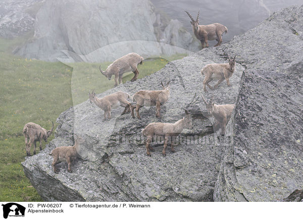 Alpensteinbock / alpine ibex / PW-06207