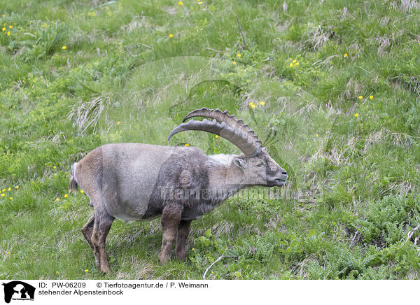 stehender Alpensteinbock / standing alpine ibex / PW-06209
