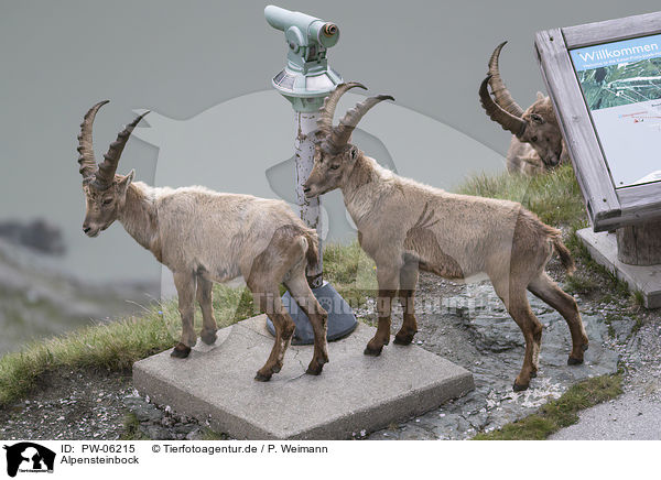 Alpensteinbock / alpine ibex / PW-06215