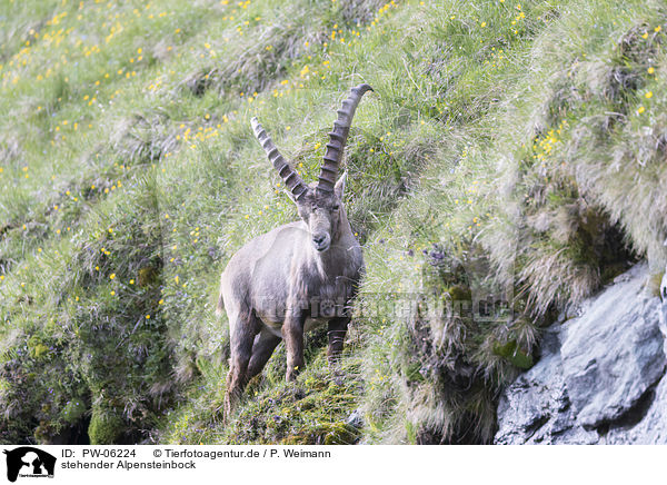 stehender Alpensteinbock / standing alpine ibex / PW-06224