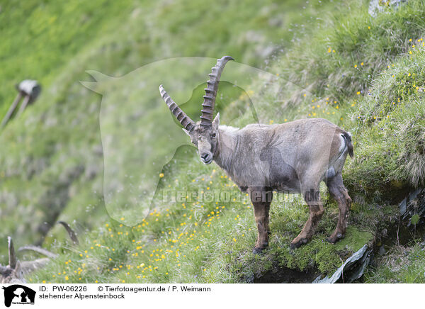 stehender Alpensteinbock / standing alpine ibex / PW-06226