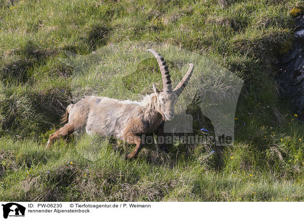 rennender Alpensteinbock / running alpine ibex / PW-06230