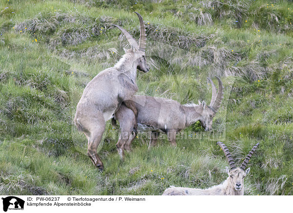 kmpfende Alpensteinbcke / PW-06237