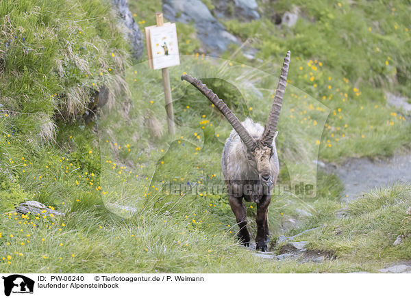 laufender Alpensteinbock / PW-06240