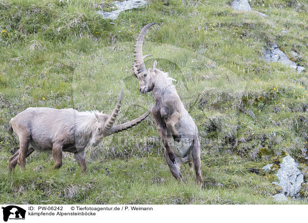kmpfende Alpensteinbcke / fighting alpine ibexes / PW-06242