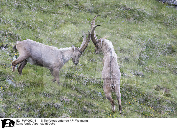 kmpfende Alpensteinbcke / PW-06244