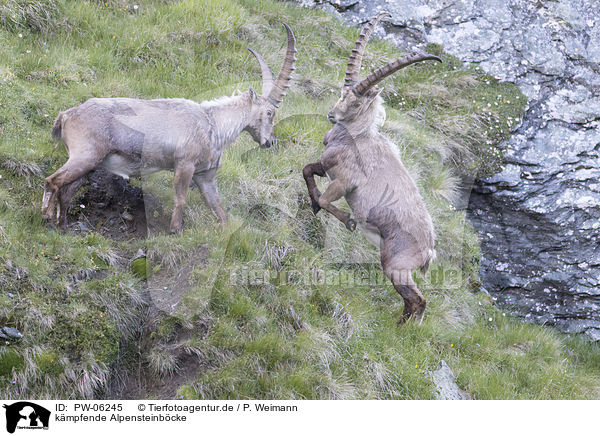 kmpfende Alpensteinbcke / fighting alpine ibexes / PW-06245