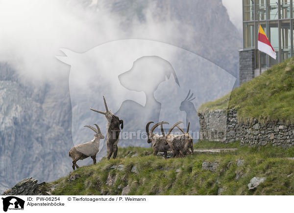 Alpensteinbcke / alpine ibexes / PW-06254