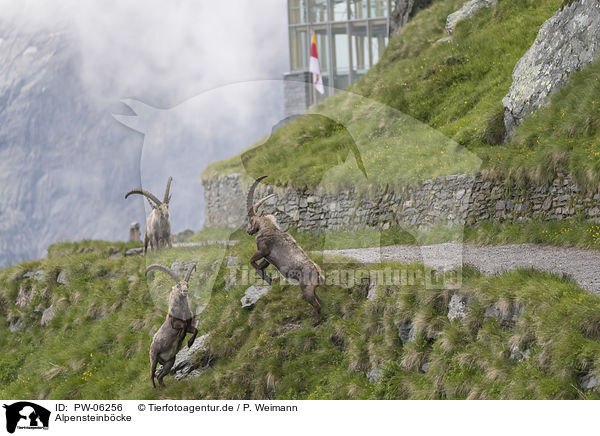 Alpensteinbcke / alpine ibexes / PW-06256