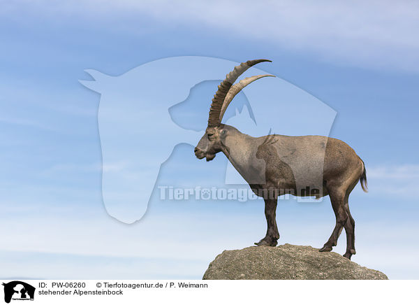 stehender Alpensteinbock / standing alpine ibex / PW-06260