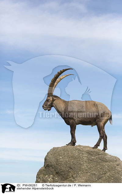 stehender Alpensteinbock / standing alpine ibex / PW-06261