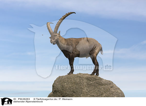 stehender Alpensteinbock / standing alpine ibex / PW-06263