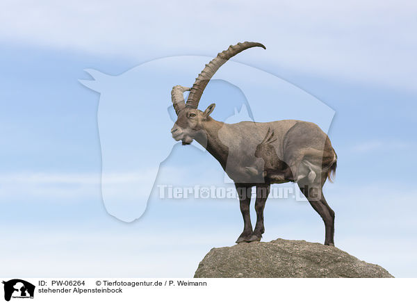stehender Alpensteinbock / standing alpine ibex / PW-06264