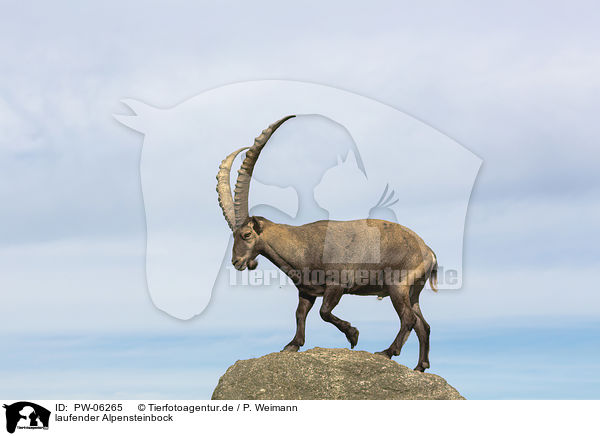 laufender Alpensteinbock / walking alpine ibex / PW-06265
