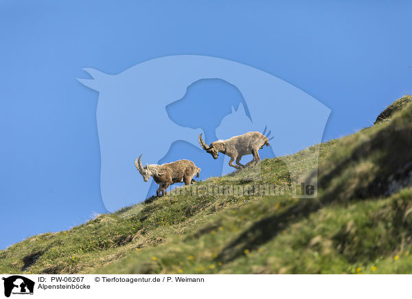 Alpensteinbcke / alpine ibexes / PW-06267