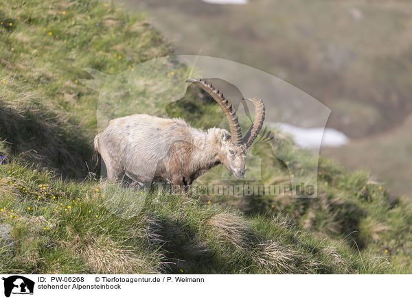 stehender Alpensteinbock / standing alpine ibex / PW-06268