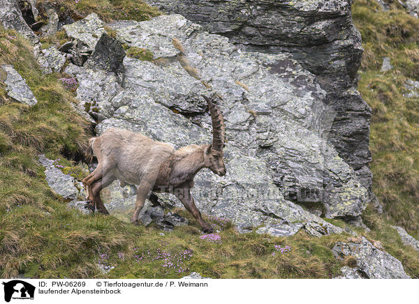 laufender Alpensteinbock / walking alpine ibex / PW-06269