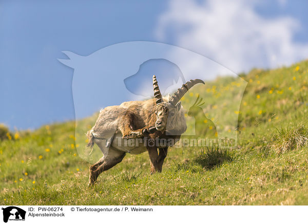 Alpensteinbock / alpine ibex / PW-06274