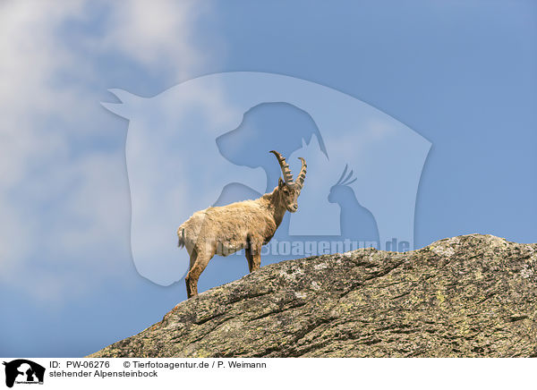 stehender Alpensteinbock / standing alpine ibex / PW-06276