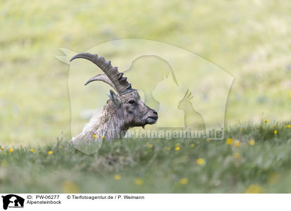 Alpensteinbock / alpine ibex / PW-06277