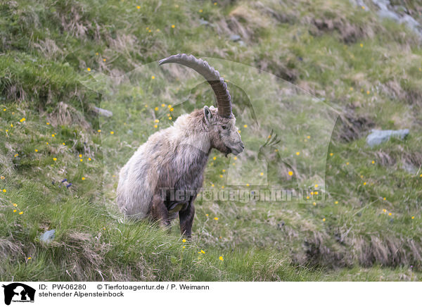 stehender Alpensteinbock / standing alpine ibex / PW-06280