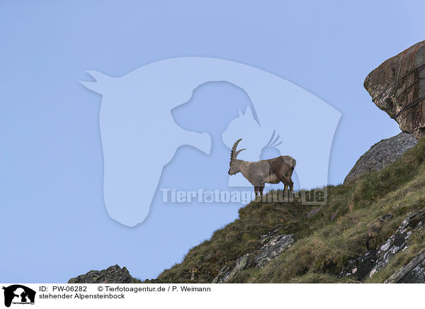 stehender Alpensteinbock / standing alpine ibex / PW-06282