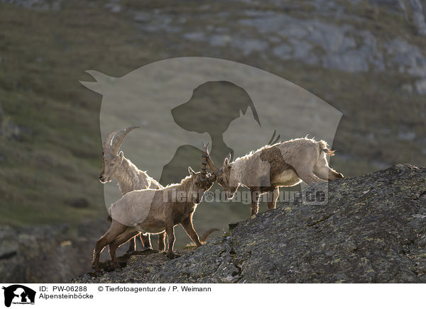 Alpensteinbcke / alpine ibexes / PW-06288