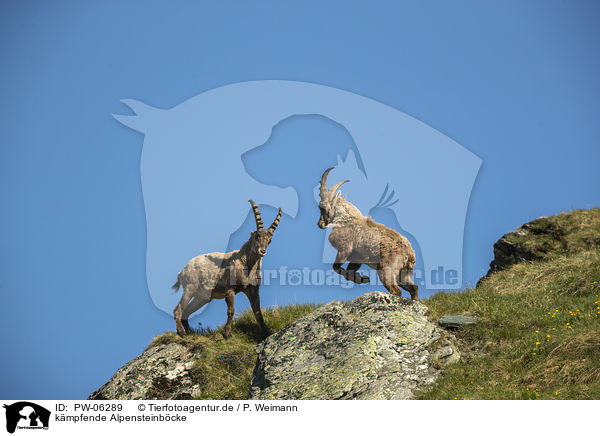kmpfende Alpensteinbcke / fighting alpine ibexes / PW-06289