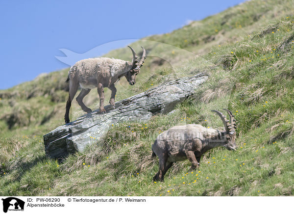 Alpensteinbcke / alpine ibexes / PW-06290