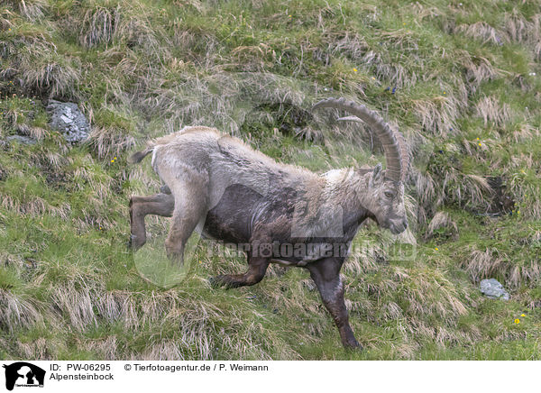Alpensteinbock / alpine ibex / PW-06295