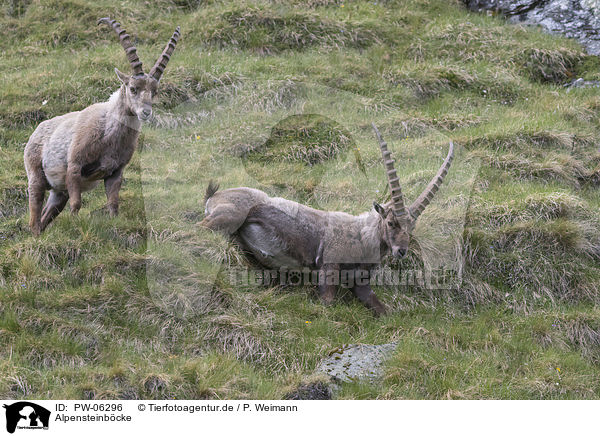 Alpensteinbcke / alpine ibexes / PW-06296