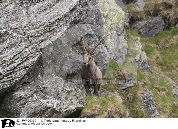 stehender Alpensteinbock / standing alpine ibex / PW-06300