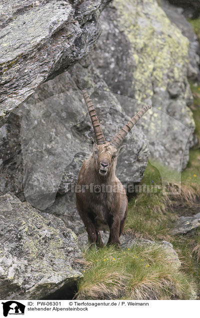 stehender Alpensteinbock / standing alpine ibex / PW-06301
