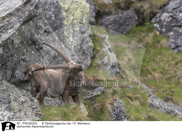 stehender Alpensteinbock / standing alpine ibex / PW-06303