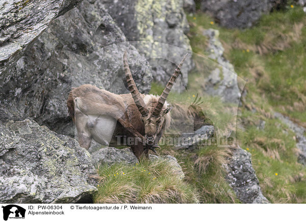 Alpensteinbock / alpine ibex / PW-06304