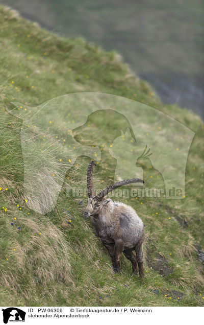 stehender Alpensteinbock / standing alpine ibex / PW-06306