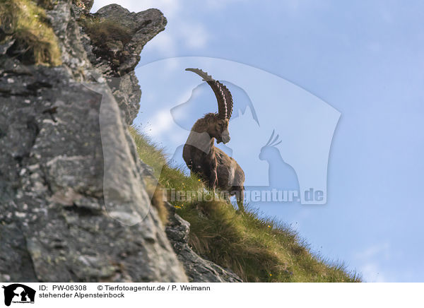 stehender Alpensteinbock / standing alpine ibex / PW-06308