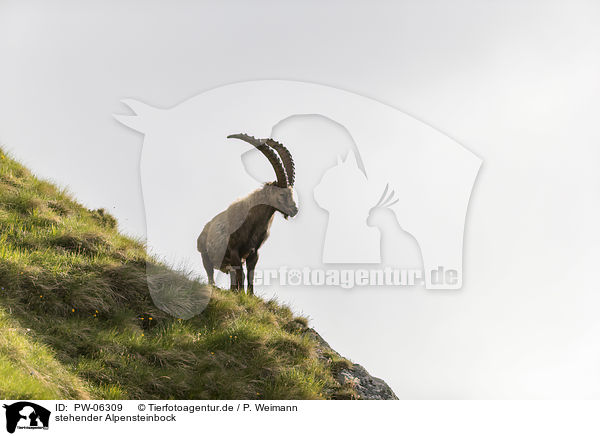 stehender Alpensteinbock / standing alpine ibex / PW-06309