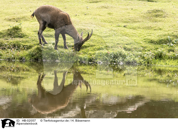 Alpensteinbock / Alpine ibex / HB-02057