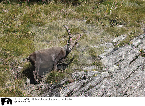 Alpensteinbock / FF-15546