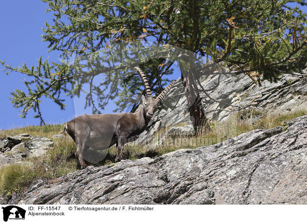 Alpensteinbock / Alpine ibex / FF-15547